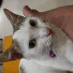 Adi Kurniawan Profile Picture